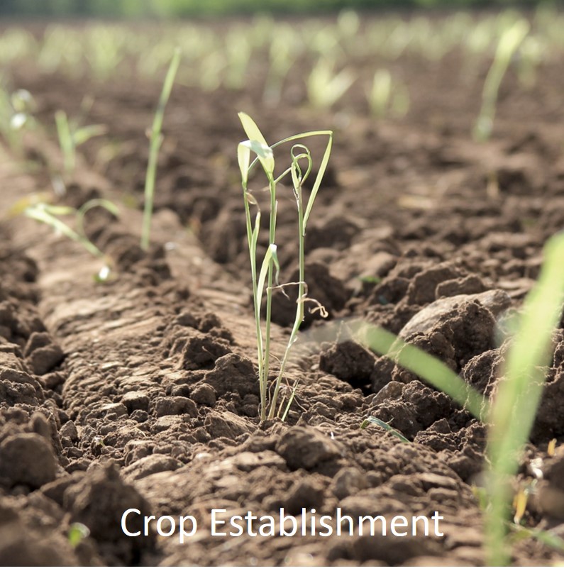 Learn more about crop establishment