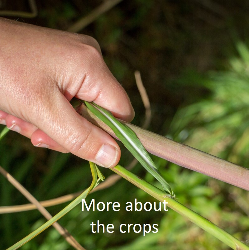 Learn more about the crops