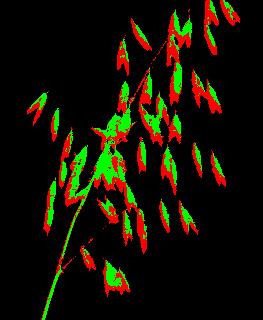 Panicle Detection