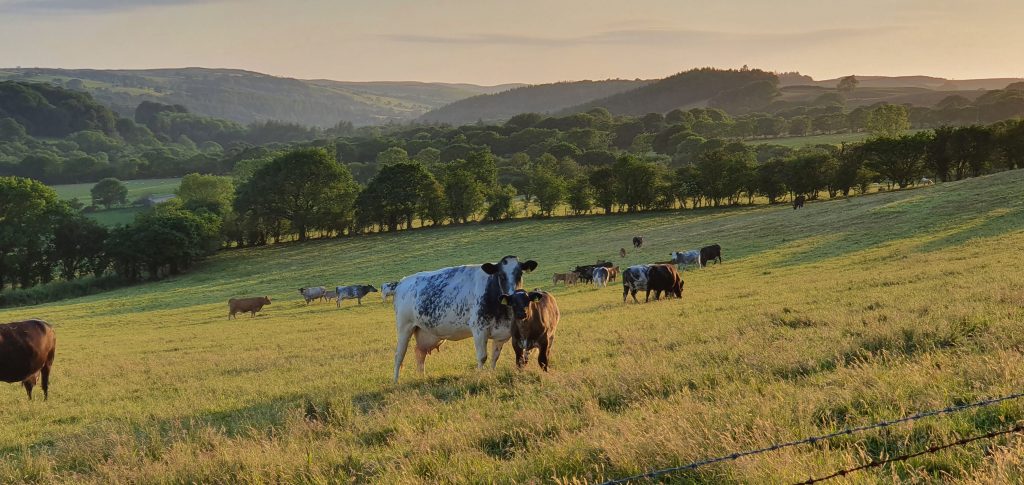 Cows in a field